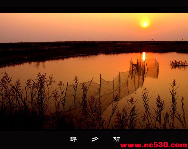 醉夕阳(1).jpg