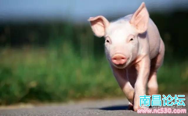 一头连闯三关的生猪