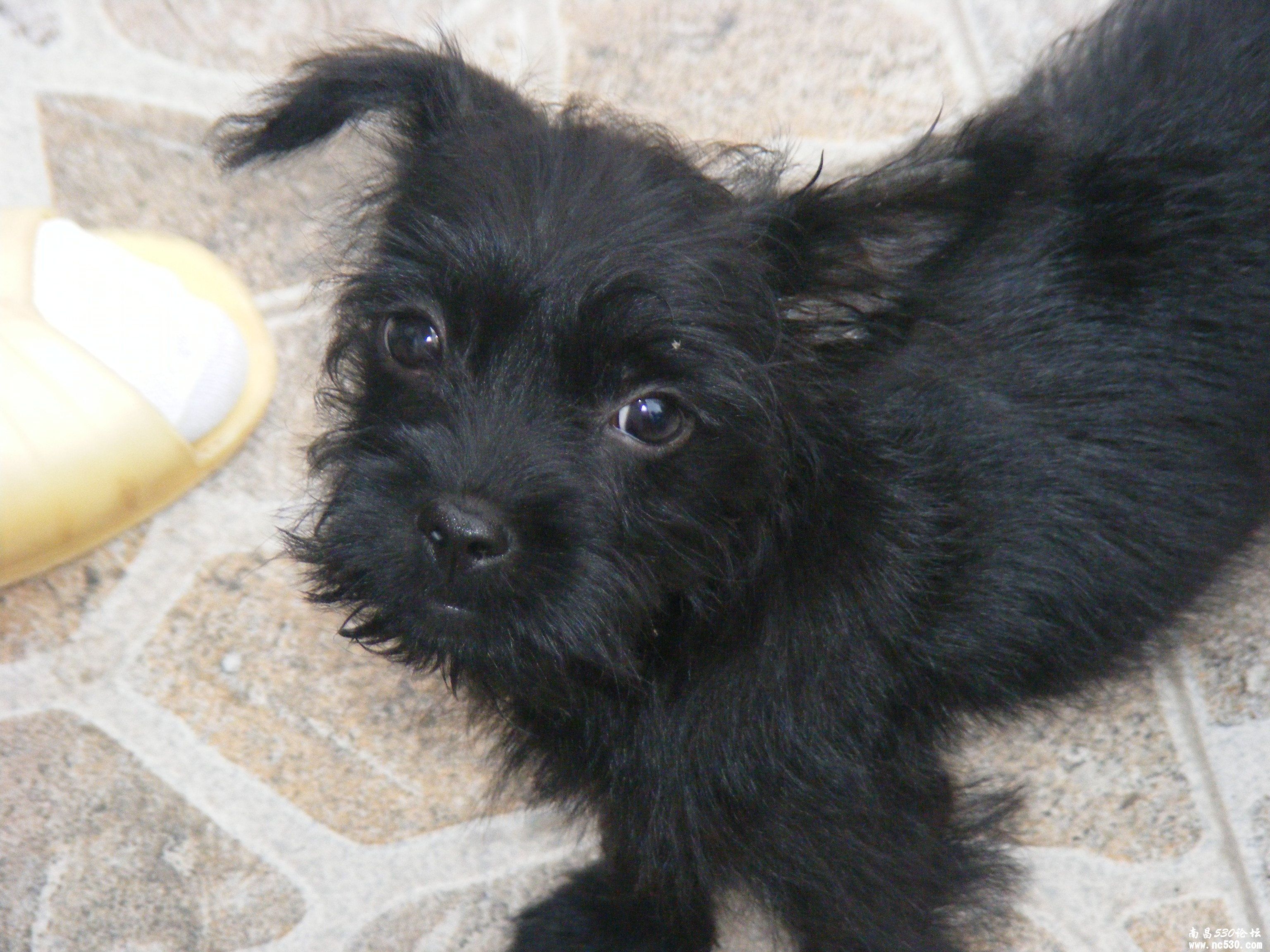 请高手看看这是什么品种