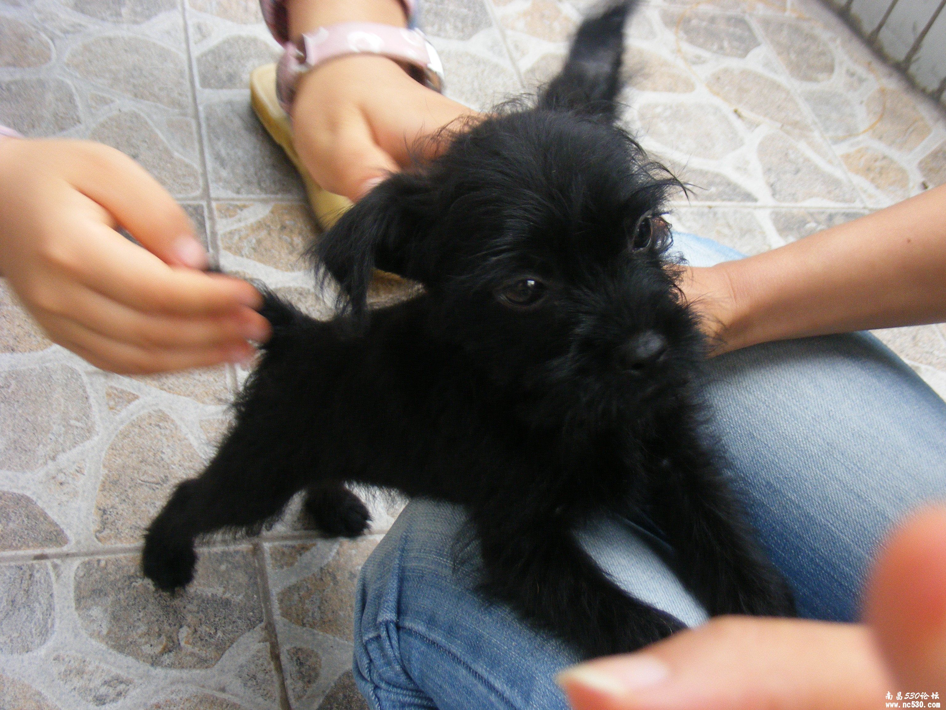 请高手看看这是什么品种