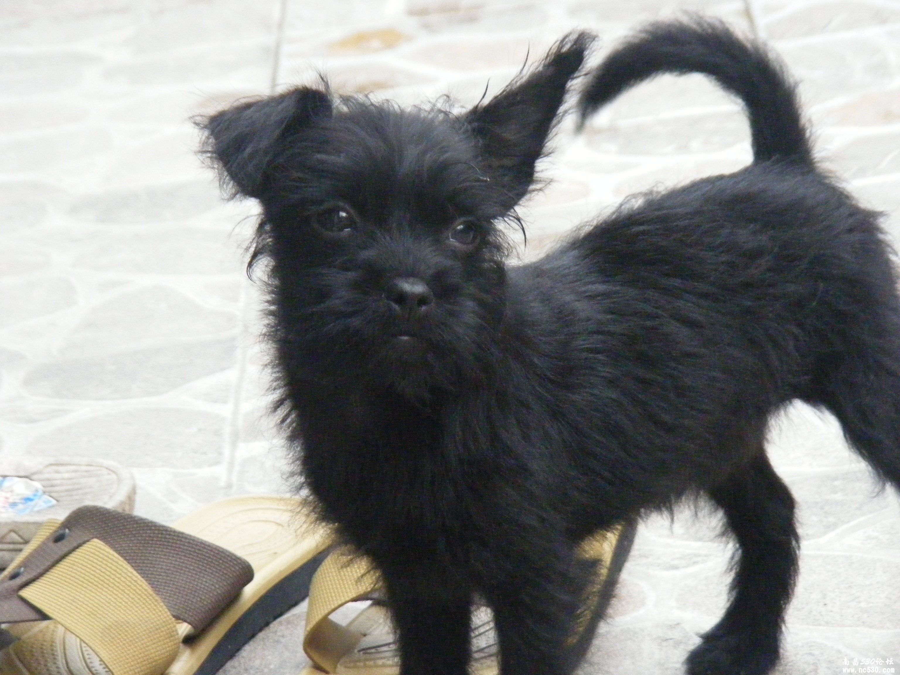 请高手看看这是什么品种