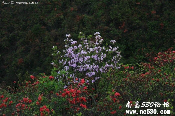 五一大围山赏杜鹃游