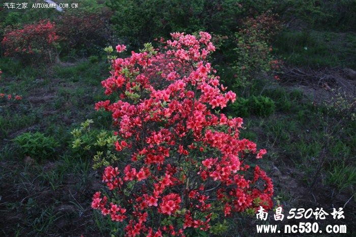 五一大围山赏杜鹃游