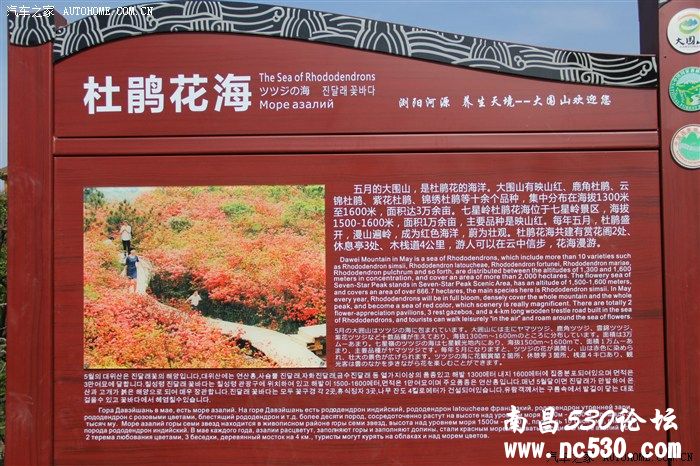 五一大围山赏杜鹃游