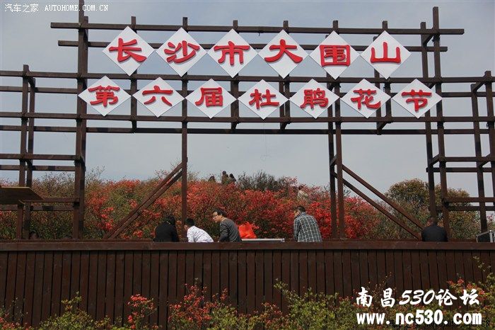 五一大围山赏杜鹃游