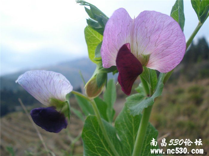 请大家猜猜，这是什么东东呀?(顺便试一下能不能发大容量高清pp)