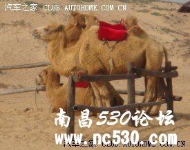 自驾厚田沙漠烧烤~~~