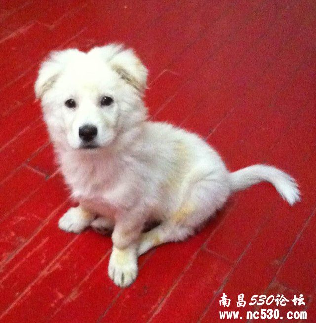 请问高人这是什么品种的串串