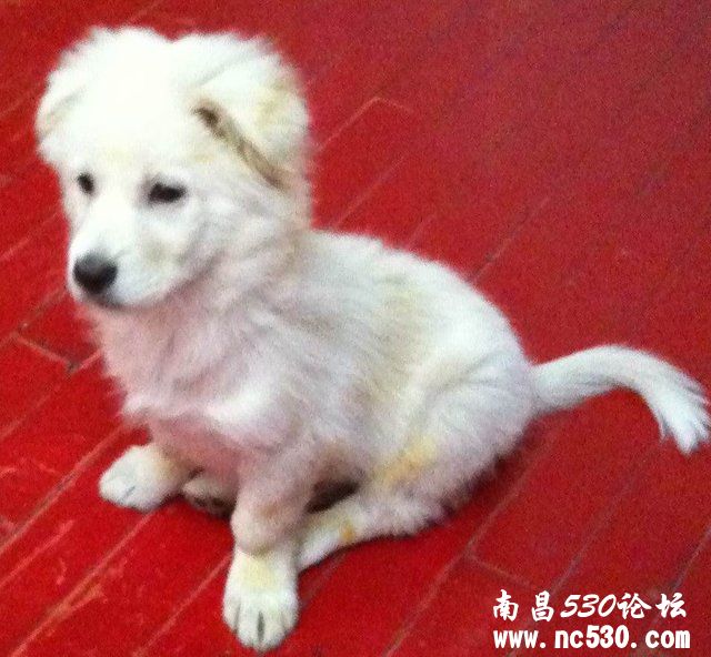 请问高人这是什么品种的串串