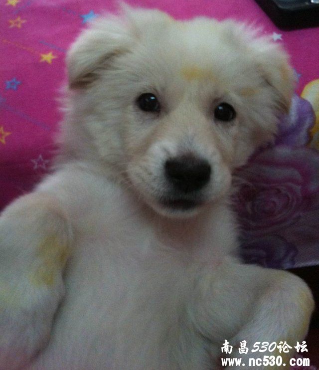 请问高人这是什么品种的串串