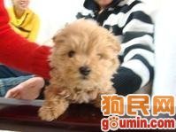 我家狗狗到底是不是西高？