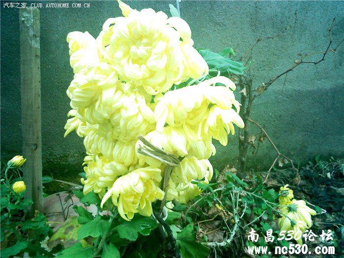 狗的天堂里，有没有车来车往？