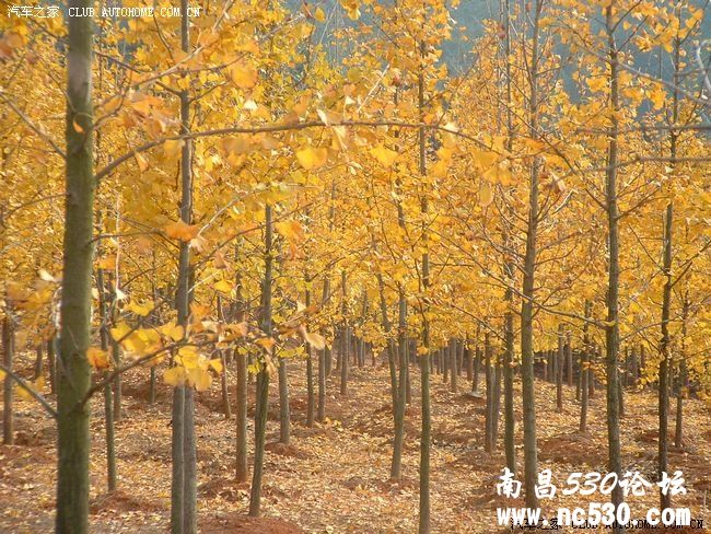 10月1号南昌凤凰沟赏桂花采橘子看怀旧电影自驾游召集中！！！