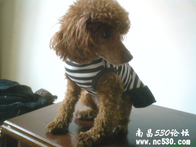 小可怜--泰迪MM找新家