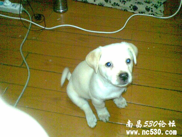 亲们  帮我鉴定下这是什么狗啊