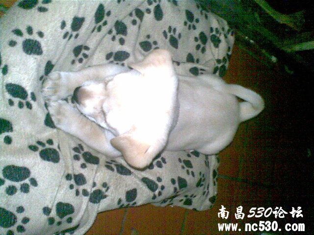 亲们  帮我鉴定下这是什么狗啊