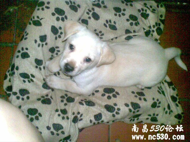 亲们  帮我鉴定下这是什么狗啊