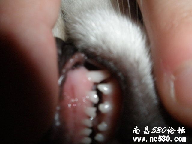 那位知识分子帮忙看下这个狗狗多大