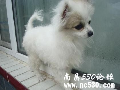 我这是什么狗 收的礼物