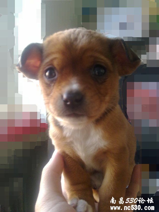 亲爱的们 帮我看下这是什么品种