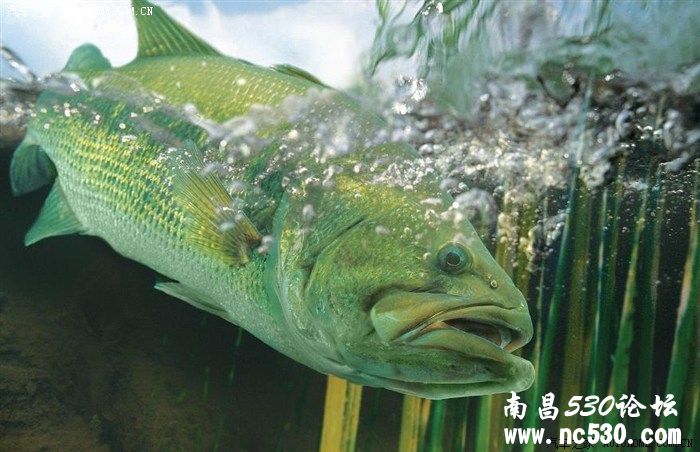 不为人知的神奇海洋生物！[高清大图]