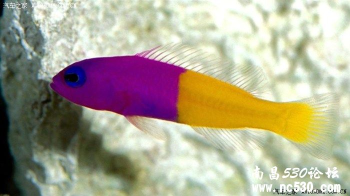 不为人知的神奇海洋生物！[高清大图]