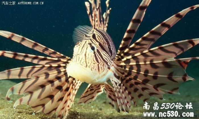 不为人知的神奇海洋生物！[高清大图]