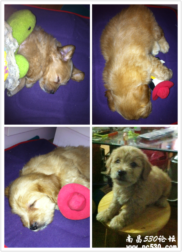 帮我看下这是什么品种的串