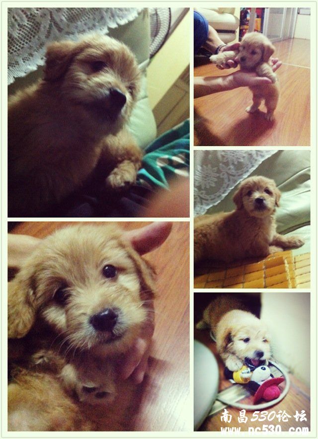 帮我看下这是什么品种的串