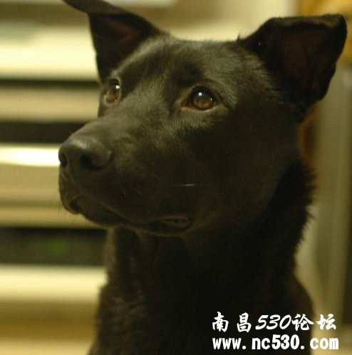 请好心人帮忙鉴定是啥种，多谢。