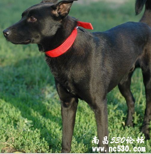 请好心人帮忙鉴定是啥种，多谢。