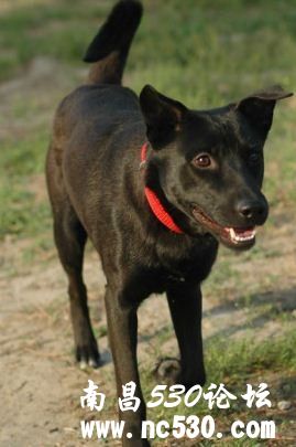 请好心人帮忙鉴定是啥种，多谢。