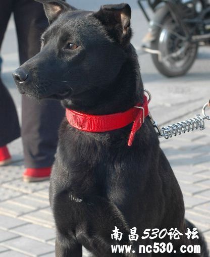 请好心人帮忙鉴定是啥种，多谢。