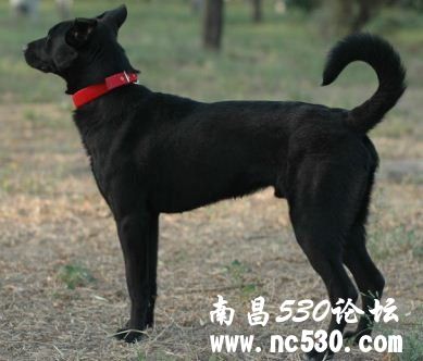 请好心人帮忙鉴定是啥种，多谢。