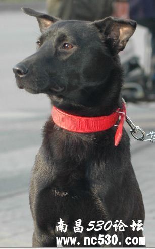 请好心人帮忙鉴定是啥种，多谢。