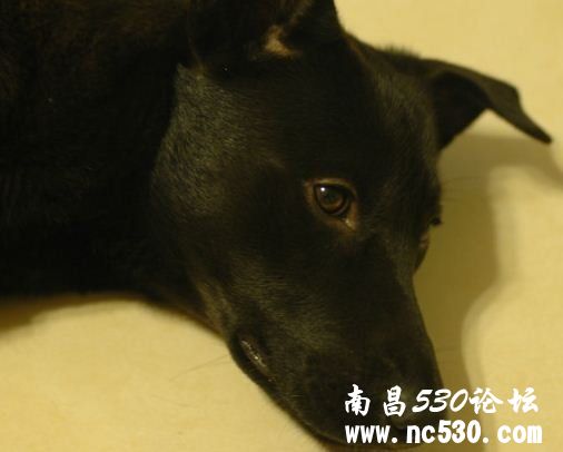 请好心人帮忙鉴定是啥种，多谢。