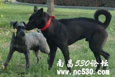 请好心人帮忙鉴定是啥种，多谢。