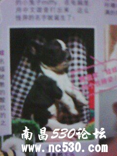 杂志上看到一可爱的狗.是啥品种？