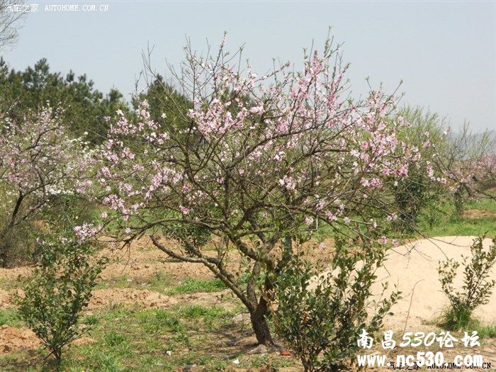 我们的生态果园-----你还满足于玩QQ农场吗？