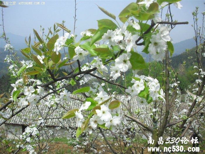 春游到宜春来看----花----美的赏受