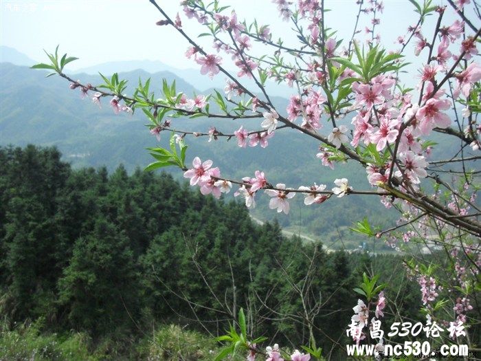 春游到宜春来看----花----美的赏受