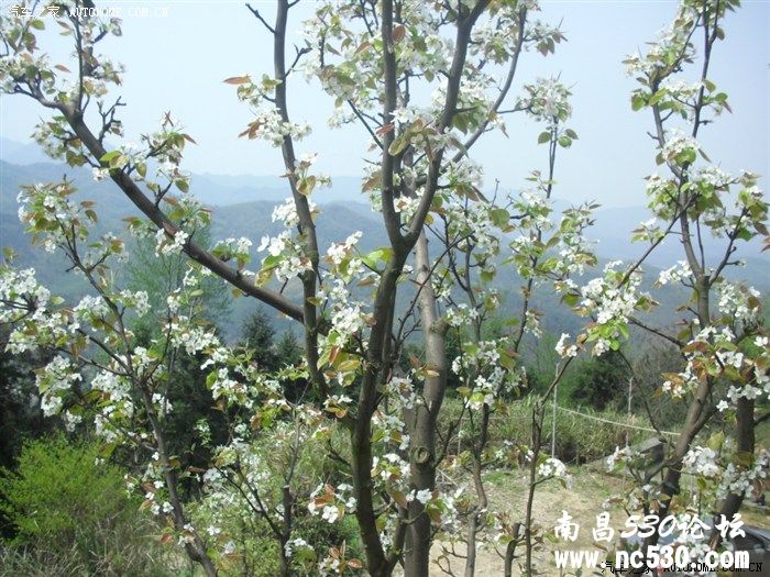 春游到宜春来看----花----美的赏受