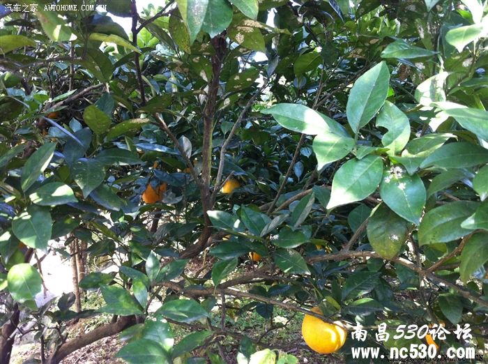 “小君越”赣西南农村游记，黑白都有！！！