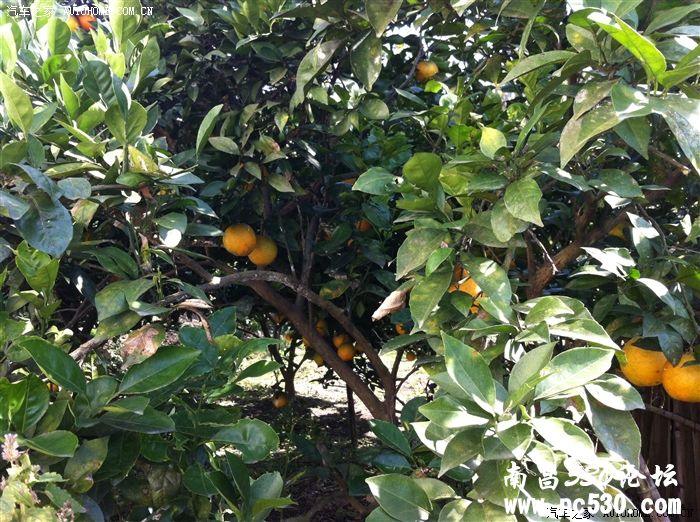 “小君越”赣西南农村游记，黑白都有！！！