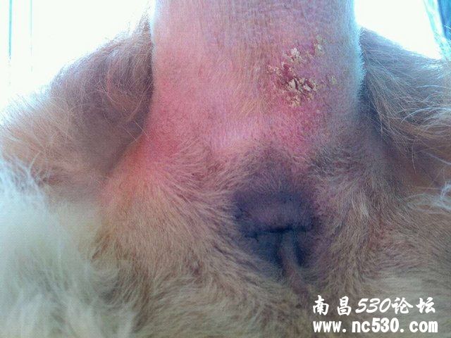 狗狗得了真菌马拉色菌和炎性细胞感染，请问用什么药物较好？