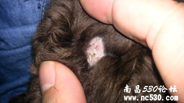 8个月贵宾腿上有块没毛红色有结痂