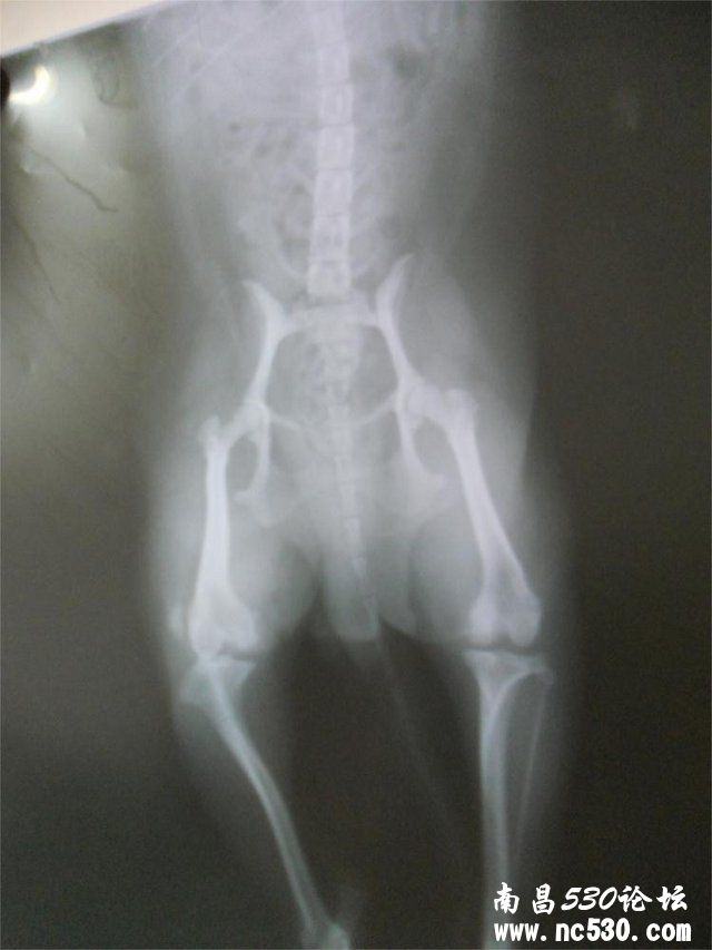 我家狗狗髌骨脱位