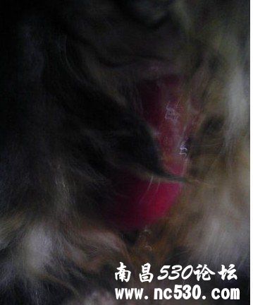 狗狗拉的这个是什么呀？