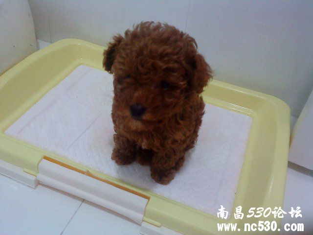 我家泰迪毛色不一样