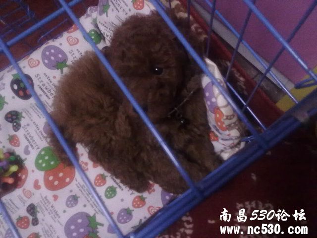 帮我鉴定下狗狗有多大？谢谢啦